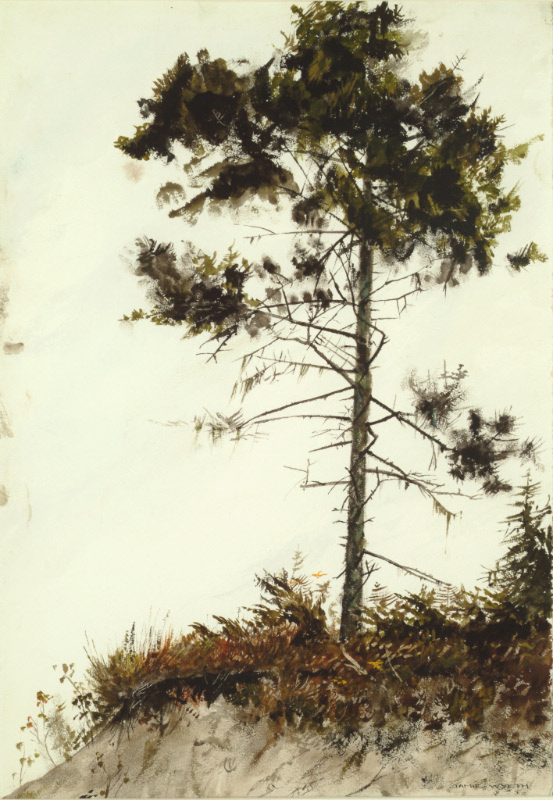Details about  / Trees In Harriman Landscape Giclée Print by Alan Del Vecchio --