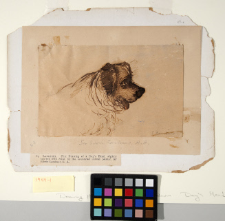 Study of a Dog's Head