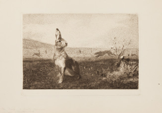 The Hare, A Misty Morning