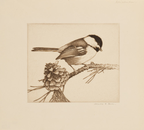 Black-cap Chickadee