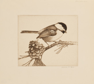 Black-cap Chickadee