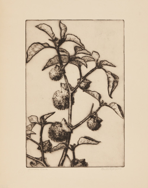 Bertha Evelyn Jaques