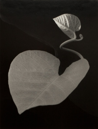 © Paul Caponigro. Photograph and digital image © Delaware Art Museum. Not for reproduction or p…