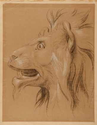 Study from a Lion in the Tower of London