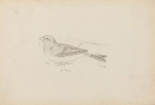 Sketch of bird with colors indicated