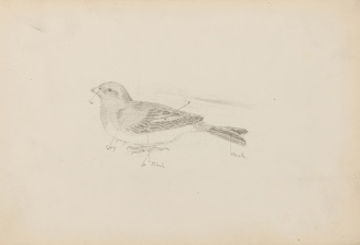 Sketch of bird with colors indicated