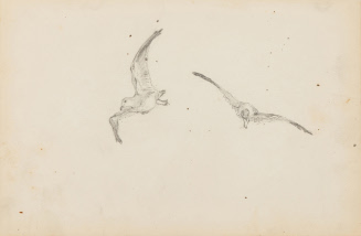 Sketch of two seagulls