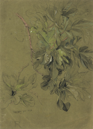 Study of a Branch of Fig Leaves