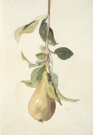 Pear