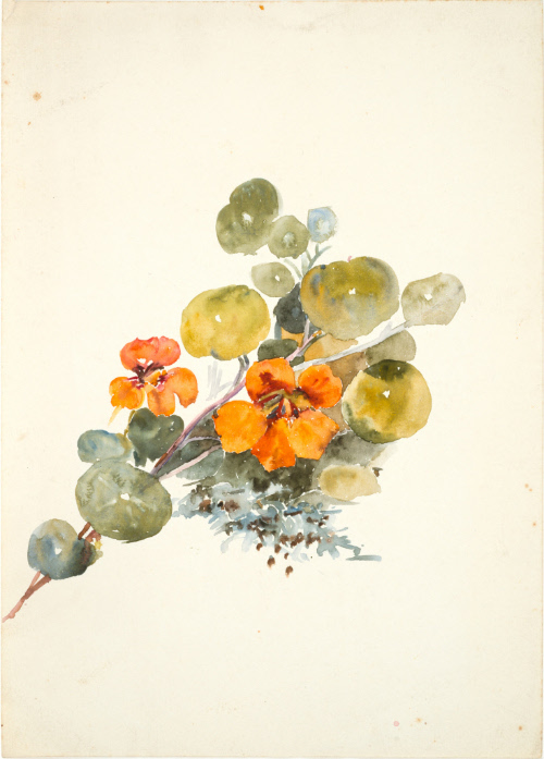 Nasturtiums