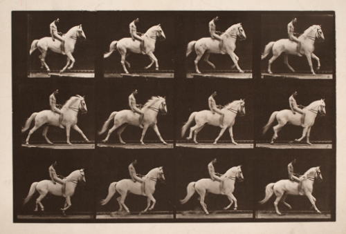 Animal Locomotion Plate 617: Nude Male on White Horse