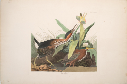 John James Audubon