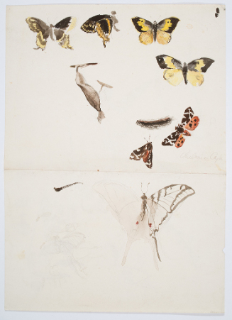 Studies of Butterflies and Moths