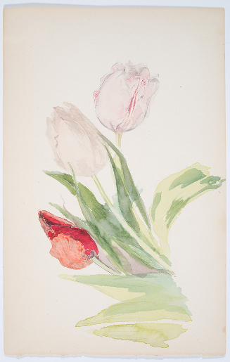 Study of Tulips