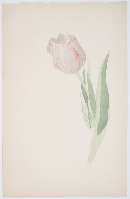 Study of a Tulip