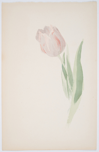 Study of a Tulip