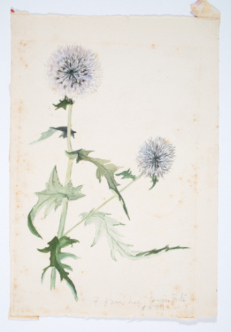 Study of Red-Seeded Dandelions