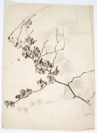 Study of Blossoms on a Branch