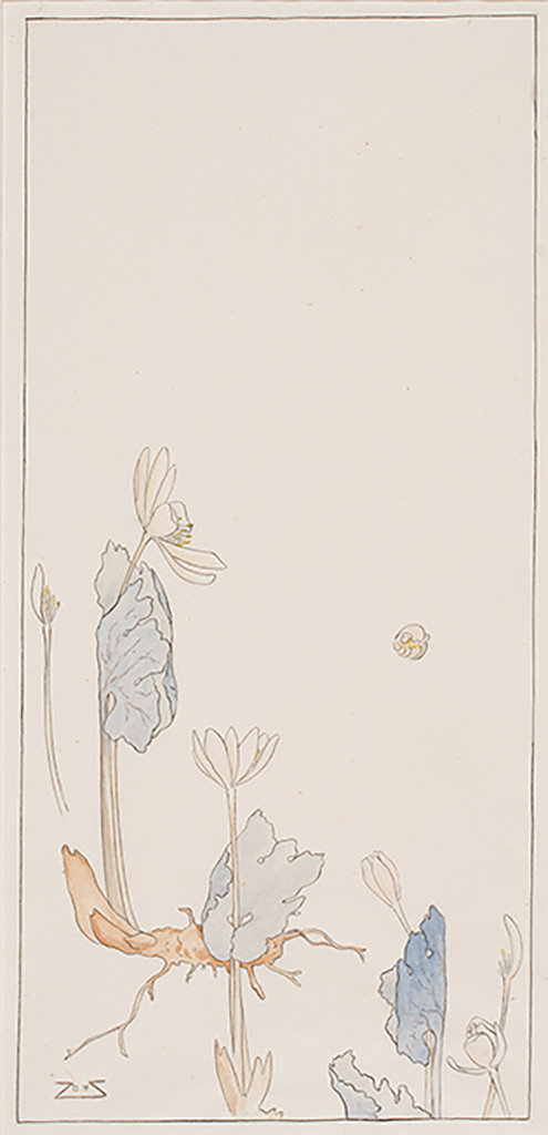Bloodroot