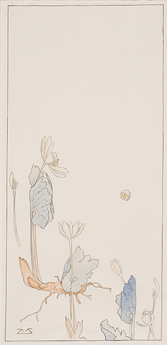 Bloodroot
