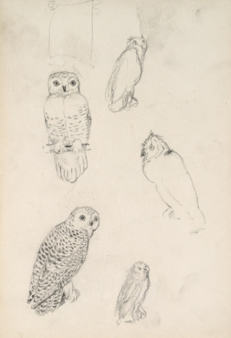 Five studies of owls
