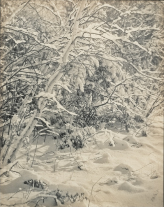 Snow Covered Branches