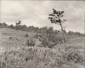 Windy Scene with Tree