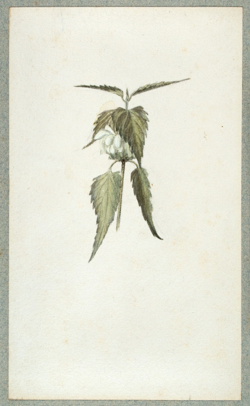 Leaf Study, after John Ruskin